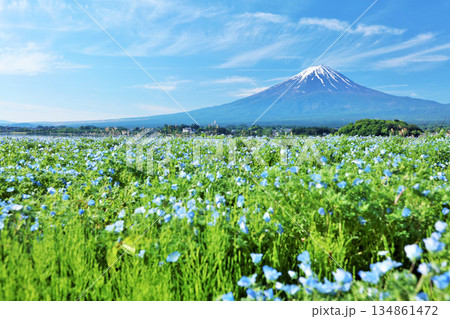 初夏の青空とネモフィラの風景　そして富士山 134861472