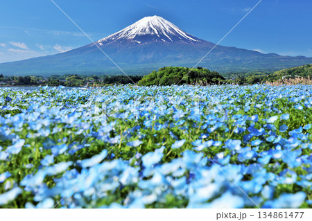 初夏の青空とネモフィラの風景　そして富士山 134861477