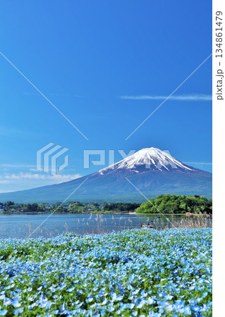 初夏の青空とネモフィラの風景 そして富士山 初夏の青空とネモフィラの風景 そして富士山 134861479