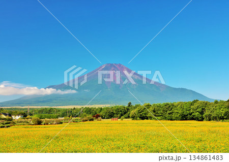 夏の青空と満開のキバナコスモス　そして富士山 134861483