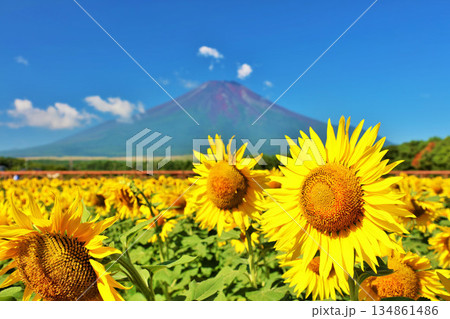 夏の青空と満開のひまわり そして富士山 夏の青空と満開のひまわり そして富士山 134861486