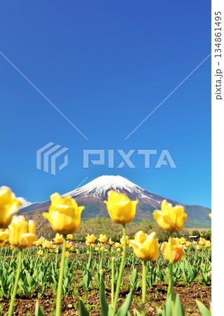 春の青空と満開のチューリップ そして富士山 春の青空と満開のチューリップ そして富士山 134861495
