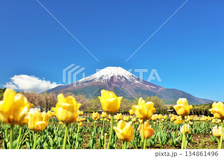 春の青空と満開のチューリップ　そして富士山 134861496