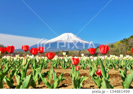 春の青空と満開のチューリップ　そして富士山 134861499