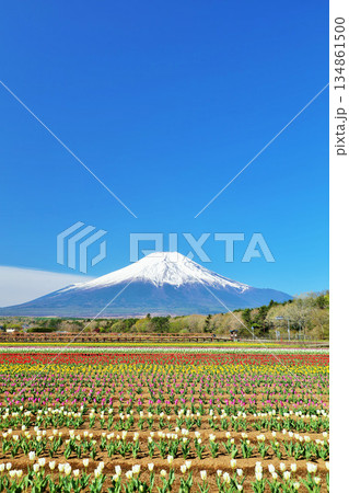 春の青空と満開のチューリップ　そして富士山 134861500