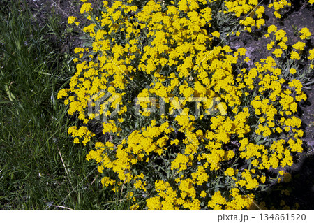 Flowering of golden alyssum or Aurinia saxatilis. Flowering of golden alyssum or Aurinia saxatilis. 134861520