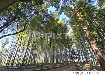 宮代町郷土資料館の竹林【埼玉県宮代町】 宮代町郷土資料館の竹林【埼玉県宮代町】 134861530