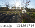 たんぽぽ 134861716