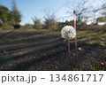 たんぽぽ 134861717