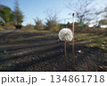 たんぽぽ 134861718