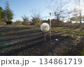 たんぽぽ 134861719