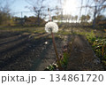 たんぽぽ 134861720
