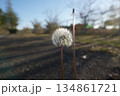 たんぽぽ 134861721