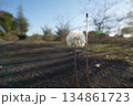 たんぽぽ 134861723