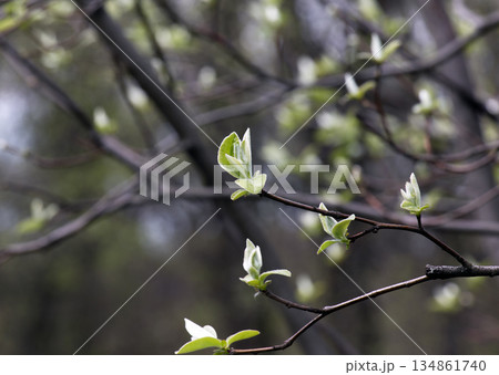 Young spring leaves on branch. Minimalistic quince branches. Cydonia in early spring. Blurred background. 134861740