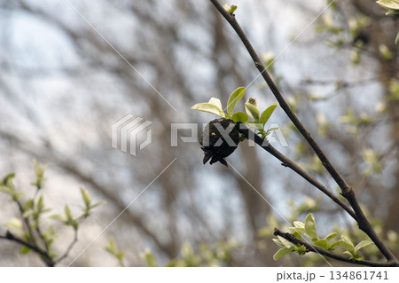 Young spring leaves on a branch. Minimalistic quince branches. Cydonia in early spring. Last year's fruit remains on branch. Young spring leaves on a branch. Minimalistic quince branches. Cydonia in early spring. Last year's fruit remains on branch. 134861741