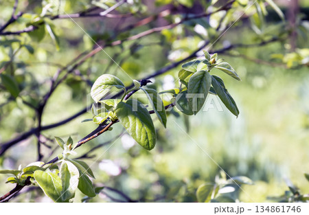 Young spring leaves on branch. Minimalistic quince branches. Cydonia in the early spring. Blurred background. 134861746