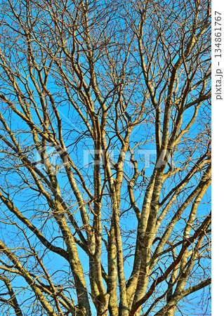 比良の丘　晩秋のウワミズザクラの梢　葉落ち　所沢市　 134861767