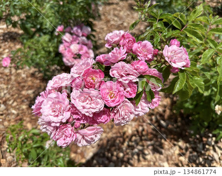 Pink roses in the Rothschild Park rose garden 134861774