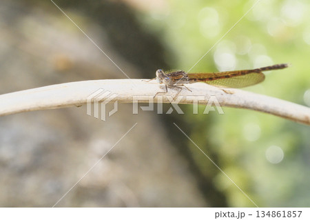オツネントンボ(オス) オツネントンボ(オス) 134861857
