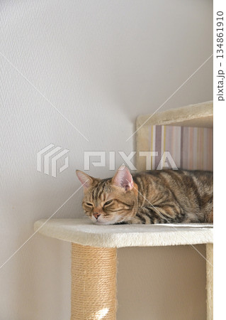 キャットタワーで眠る猫アメリカンショートヘアブラウンパッチドタビー 134861910