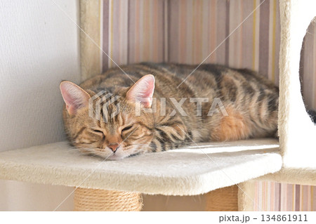 キャットタワーで眠る猫アメリカンショートヘアブラウンパッチドタビー 134861911