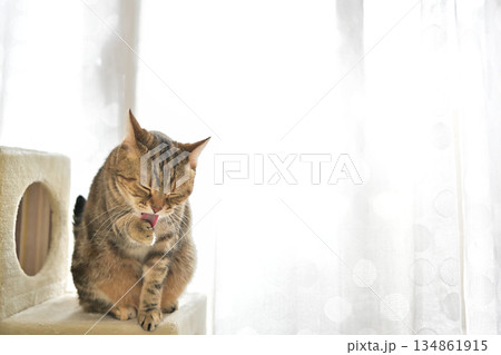 ねこのいる窓際の風景 134861915