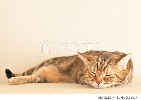 猫の寝顔に癒される暮らし【ペット】【インテリア】【癒し】 猫の寝顔に癒される暮らし【ペット】【インテリア】【癒し】 134861917