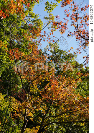 秋になり紅葉した京都の仏教寺院の境内の木々 134862074