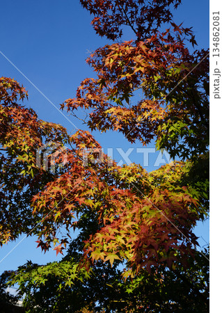 秋になり紅葉した京都の仏教寺院の境内の木々 134862081