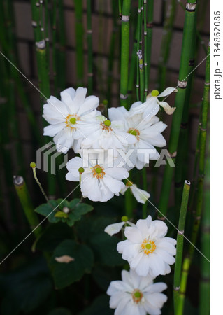 京都の寺院の庭園に咲く白い八重咲きの秋明菊 134862086
