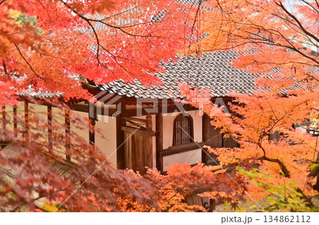 紅葉に包まれた清水寺本堂 134862112