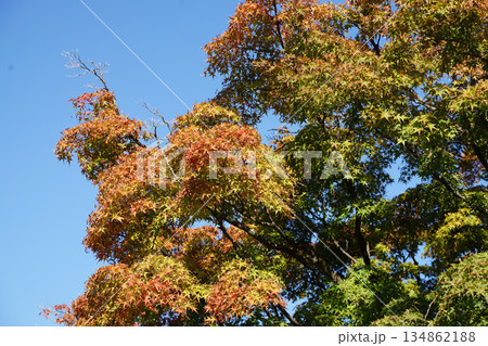 秋になり紅葉した京都の仏教寺院の境内の木々 秋になり紅葉した京都の仏教寺院の境内の木々 134862188