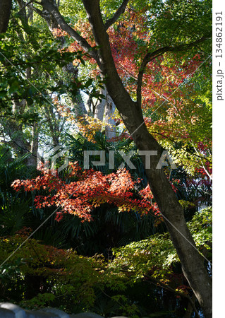 秋になり紅葉した京都の仏教寺院の境内の木々 秋になり紅葉した京都の仏教寺院の境内の木々 134862191