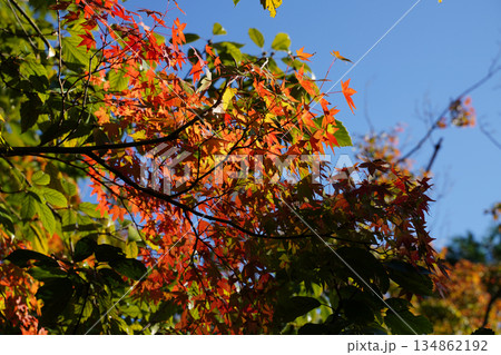 秋になり紅葉した京都の仏教寺院の境内の木々 秋になり紅葉した京都の仏教寺院の境内の木々 134862192