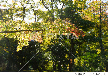 秋になり紅葉した京都の仏教寺院の境内の木々 134862194