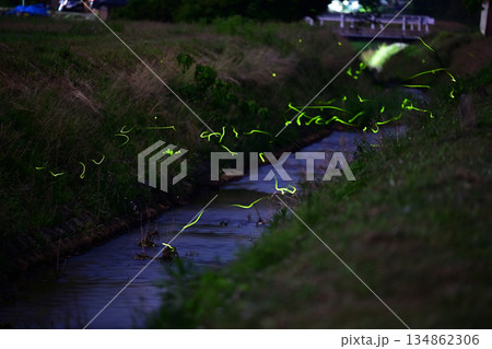 ホタル 134862306