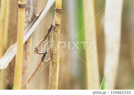 交尾中のホソミイトトンボ 交尾中のホソミイトトンボ 134862310