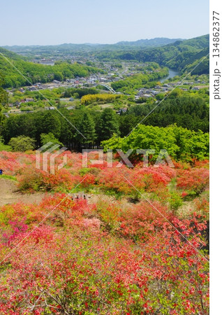 寄居・金尾山のヤマツツジの群生 寄居・金尾山のヤマツツジの群生 134862377