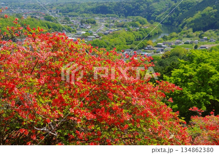 寄居・金尾山のヤマツツジの群生 寄居・金尾山のヤマツツジの群生 134862380