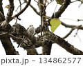 森林の枝にとまるシマエナガ 134862577