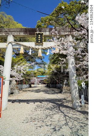 碧い空と桜の富部神社 碧い空と桜の富部神社 134862604