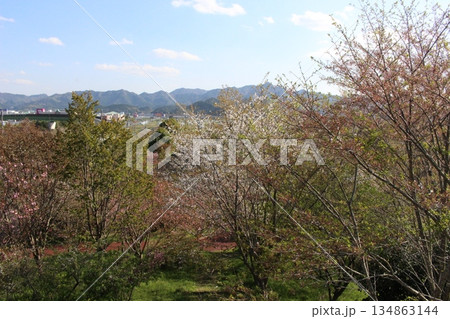 春の丹波市街 桜 氷上 柏原 兵庫県 春の丹波市街 桜 氷上 柏原 兵庫県 134863144