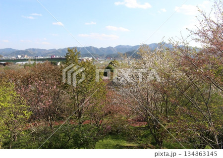 春の丹波市街　桜　氷上　柏原　兵庫県 134863145
