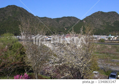 春の丹波市街 桜 氷上 柏原 兵庫県 春の丹波市街 桜 氷上 柏原 兵庫県 134863147