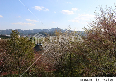 春の丹波市街 桜 氷上 柏原 兵庫県 春の丹波市街 桜 氷上 柏原 兵庫県 134863156