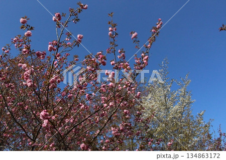春の丹波市街　桜　氷上　柏原　兵庫県 134863172