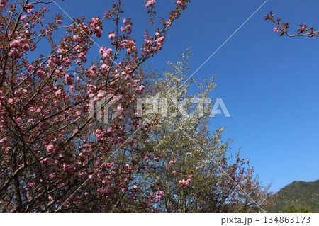 春の丹波市街 桜 氷上 柏原 兵庫県 春の丹波市街 桜 氷上 柏原 兵庫県 134863173
