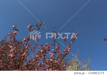 春の丹波市街　桜　氷上　柏原　兵庫県 134863175