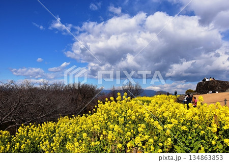 神奈川県二宮町　吾妻山公園の満開菜の花と展望台と山並み 134863853
